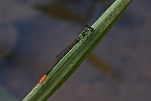 Agriocnemis femina