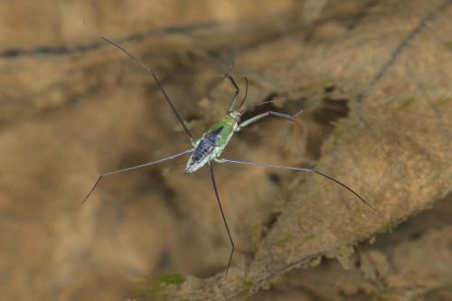 Rheumatogonus luzonicus