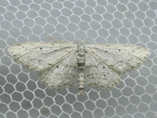 Idaea calunetaria
