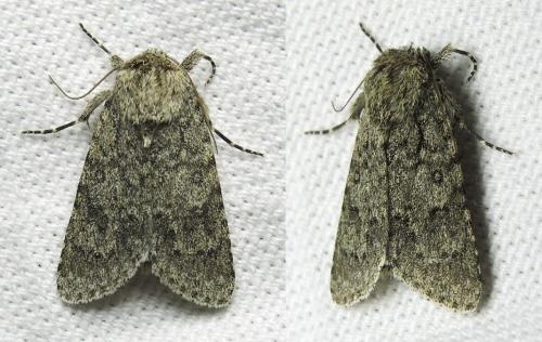 Réf. 225 089 : Acronicta euphorbiae
