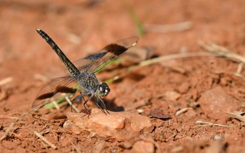 Brachythemis sp.