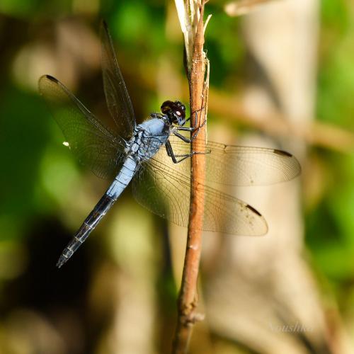 Nesciothemis farinosa