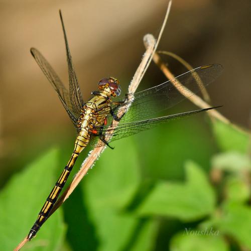 Orthetrum guineense