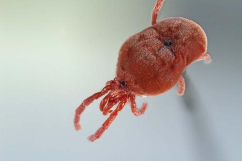 Réf. 225 166 : Allothrombium sp.
