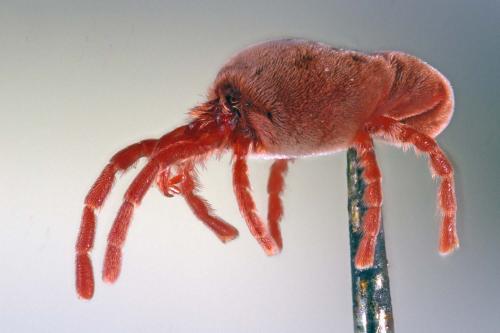 Réf. 225 167 : Allothrombium sp.