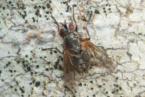 Macquartia dispar