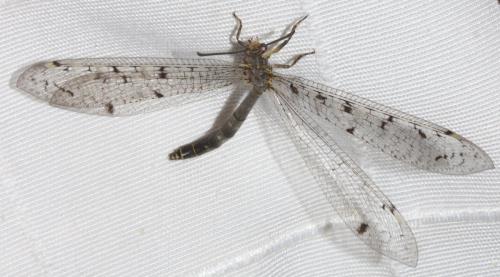 Distoleon tetragrammicus