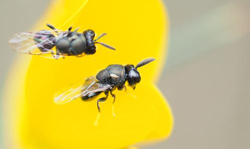 Perilampus sp.