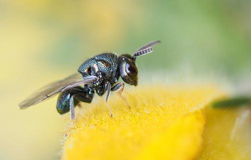 Perilampus sp.