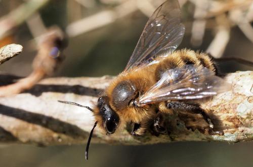 Andrena sp.
