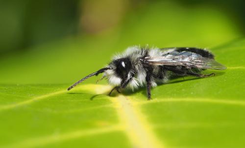 Andrena cineraria