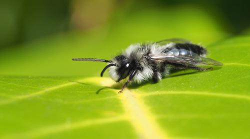 Andrena cineraria