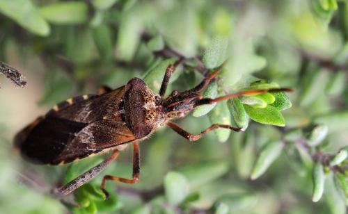 Leptoglossus occidentalis