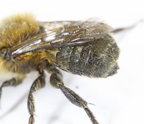 Osmia latreillei