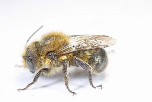 Osmia latreillei