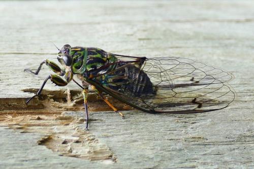 Amphipsalta zelandica