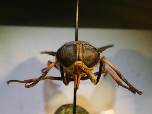 Réf. 225 963 : Tabanus sudeticus