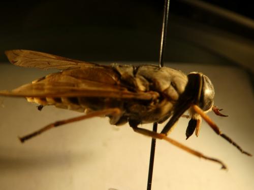 Réf. 225 964 : Tabanus sudeticus
