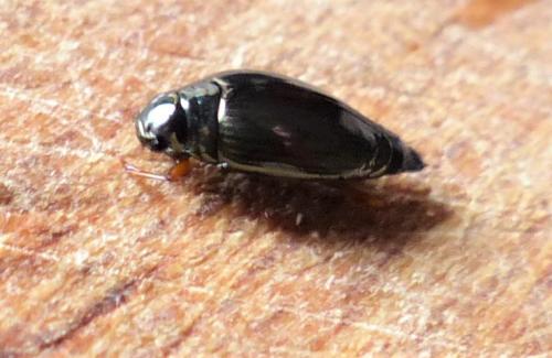 Réf. 225 093 : Gyrinus sp.