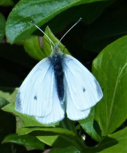 Pieris rapae