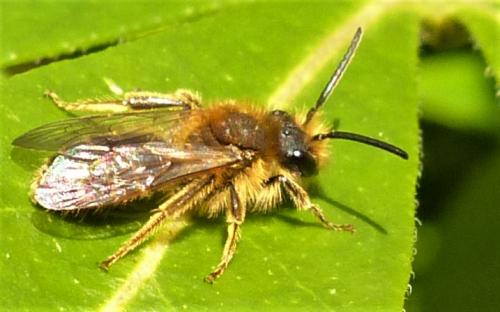 Andrena sp.