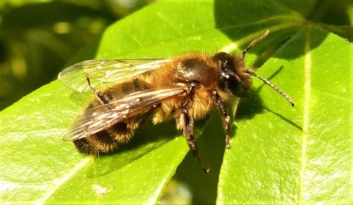 Andrena sp.