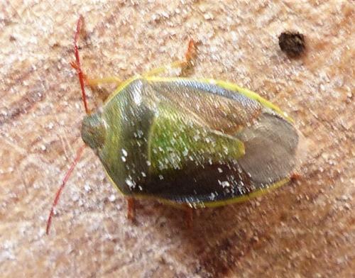 Réf. 225 233 : Piezodorus lituratus