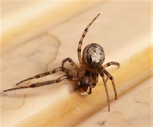 Zygiella x-notata