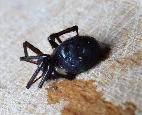 Steatoda grossa