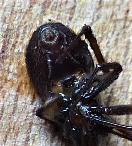 Steatoda grossa