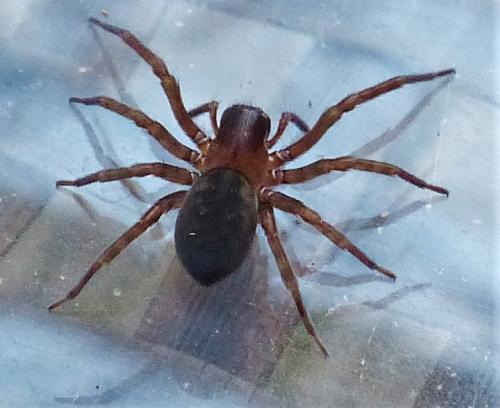 Amaurobius sp.