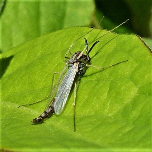 Réf. 225 628 : Chironomini inconnu