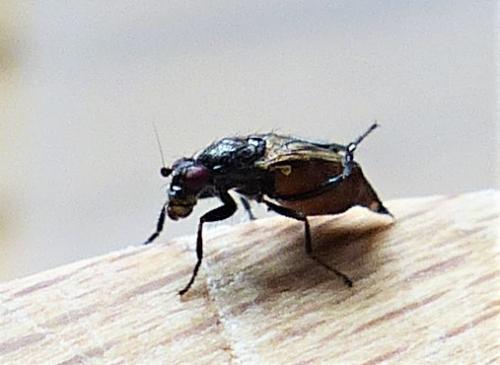 Réf. 225 689 : Limosininae inconnu