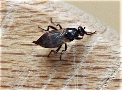 Réf. 225 690 : Limosininae inconnu