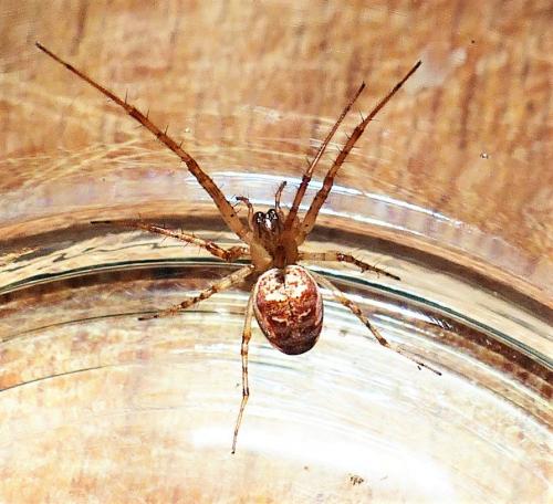 Metellina sp.