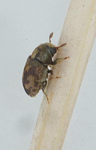 Réf. 225 911 : Hylesinus varius