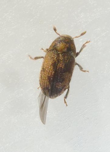 Réf. 225 906 : Hylesinus varius