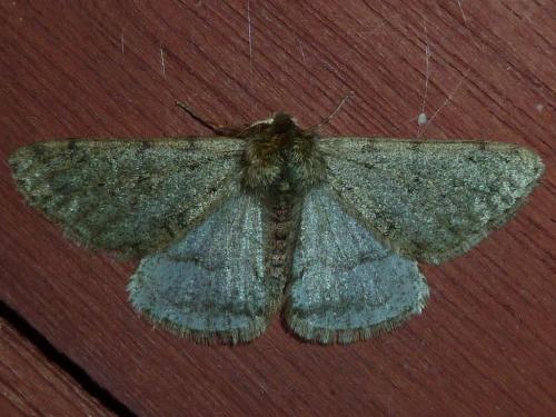 Réf. 225 620 : Phigalia pilosaria