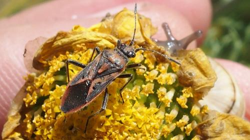 Réf. 225 343 : Corizus hyoscyami nigridorsum