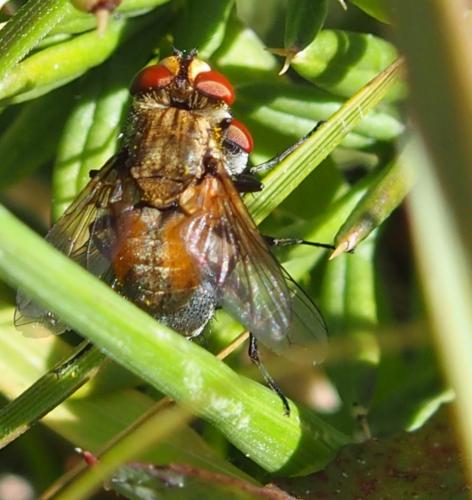 Clytiomya sp.