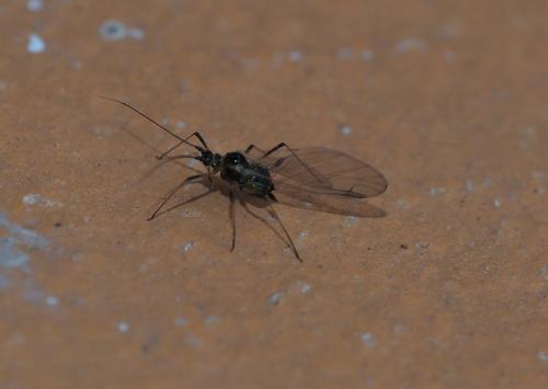 Rhopalosiphoninus sp.