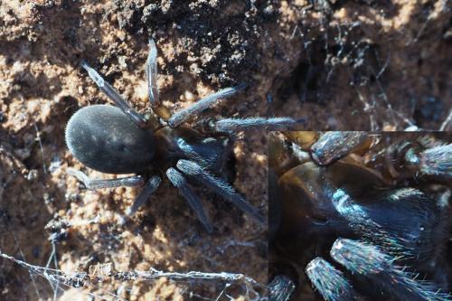 Amaurobius ferox