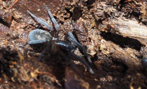 Réf. 225 170 : Amaurobius ferox