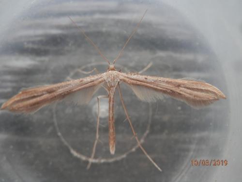 Réf. 225 259 : Emmelina monodactyla