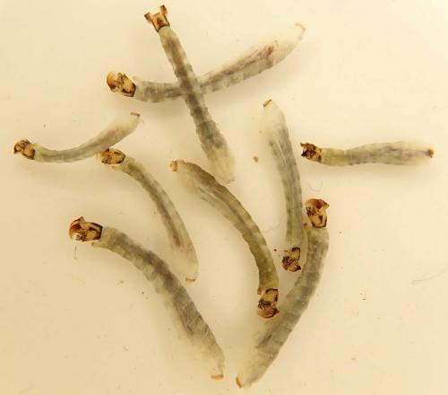 Réf. 225 202 : Simulium sp.