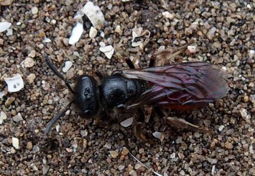 Sphecodes sp.