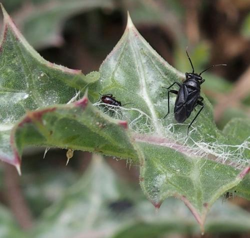 Orthocephalus proserpinae