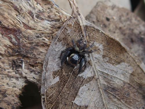 Hasarius adansoni