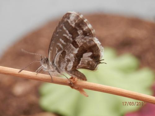 Réf. 225 619 : Cacyreus marshalli