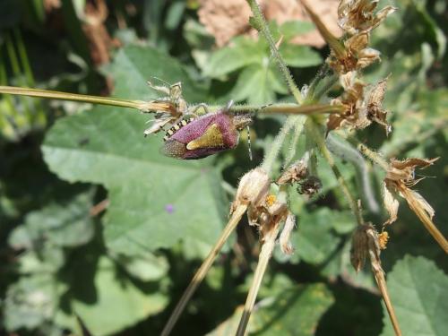 Réf. 225 625 : Dolycoris baccarum